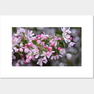 Pink Crab Apple Blossoms Posters and Art